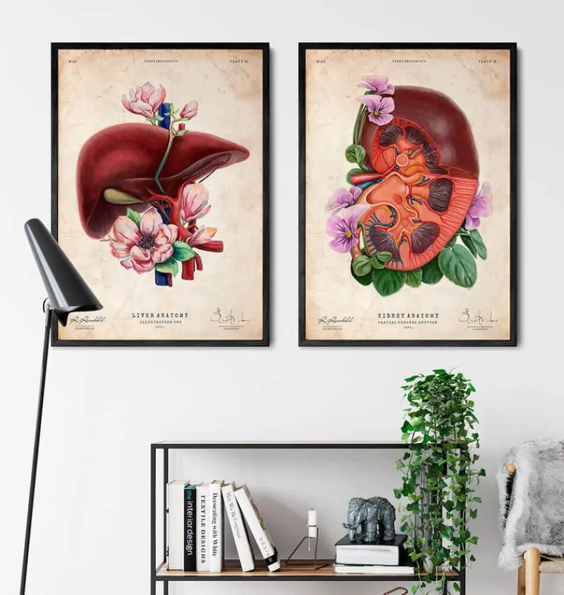 Codex Anatomicus Kidney & Liver^Kidney anatomy - Floral - Vintage