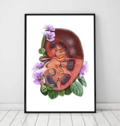 Codex Anatomicus Kidney & Liver^Kidney anatomy - Floral - White