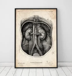 Codex Anatomicus Kidney & Liver^Kidney anatomy I
