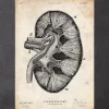 Codex Anatomicus Kidney & Liver^Kidney anatomy II