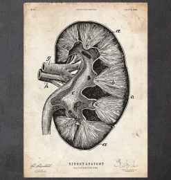 Codex Anatomicus Kidney & Liver^Kidney anatomy II