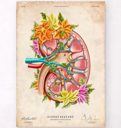 Codex Anatomicus Kidney & Liver^Kidney anatomy II - Floral - Vintage