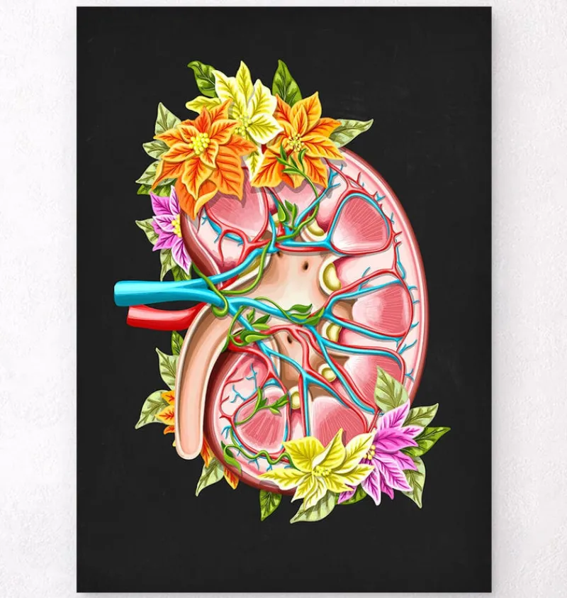 Codex Anatomicus Kidney & Liver^Kidney anatomy II - Floral - Black