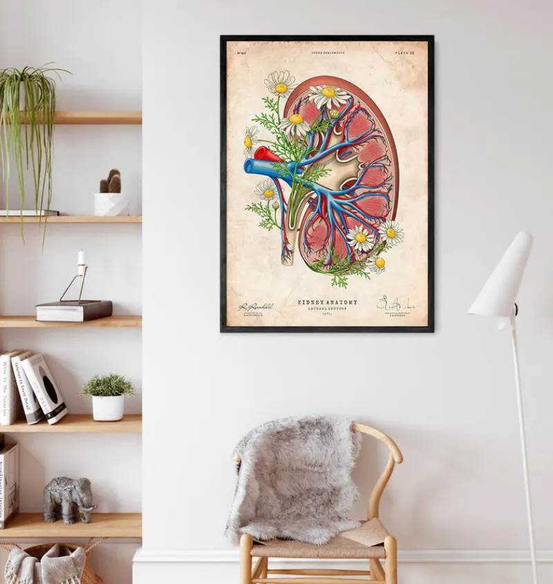 Codex Anatomicus Kidney & Liver^Kidney anatomy II - Floral - Vintage