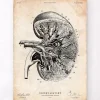 Codex Anatomicus Kidney & Liver^Kidney anatomy III