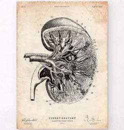 Codex Anatomicus Kidney & Liver^Kidney anatomy III