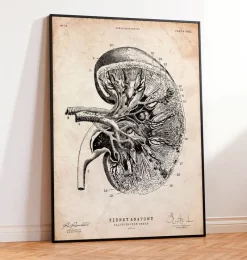 Codex Anatomicus Kidney & Liver^Kidney anatomy III