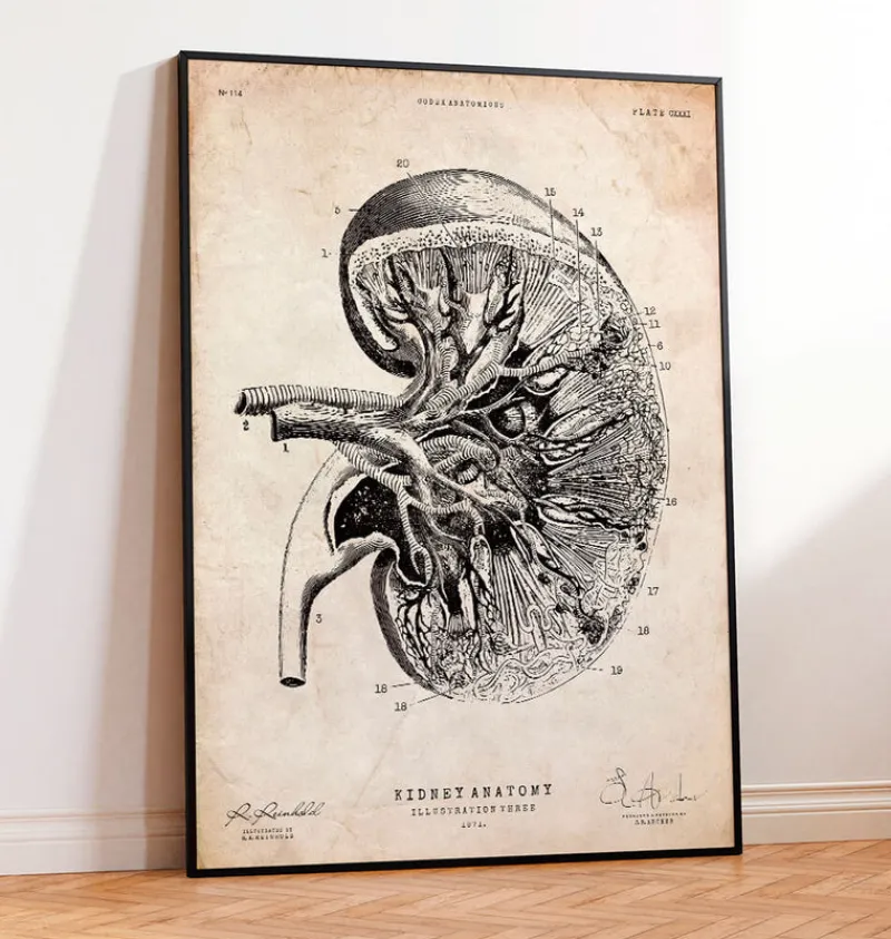 Codex Anatomicus Kidney & Liver^Kidney anatomy III