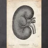 Codex Anatomicus Kidney & Liver^Kidney anatomy IV