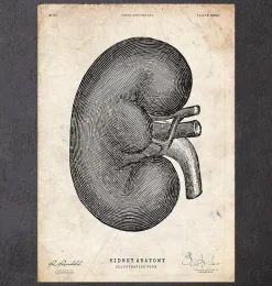 Codex Anatomicus Kidney & Liver^Kidney anatomy IV