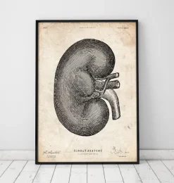 Codex Anatomicus Kidney & Liver^Kidney anatomy IV