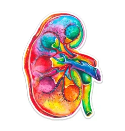 Codex Anatomicus Stickers^Kidney anatomy sticker - Watercolor Splash