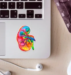 Codex Anatomicus Stickers^Kidney anatomy sticker - Watercolor Splash