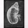 Codex Anatomicus Kidney & Liver^Kidney and adrenal gland - Chalkboard