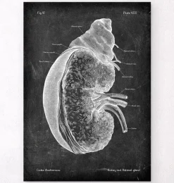 Codex Anatomicus Kidney & Liver^Kidney and adrenal gland - Chalkboard