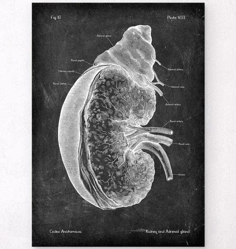 Codex Anatomicus Kidney & Liver^Kidney and adrenal gland - Chalkboard