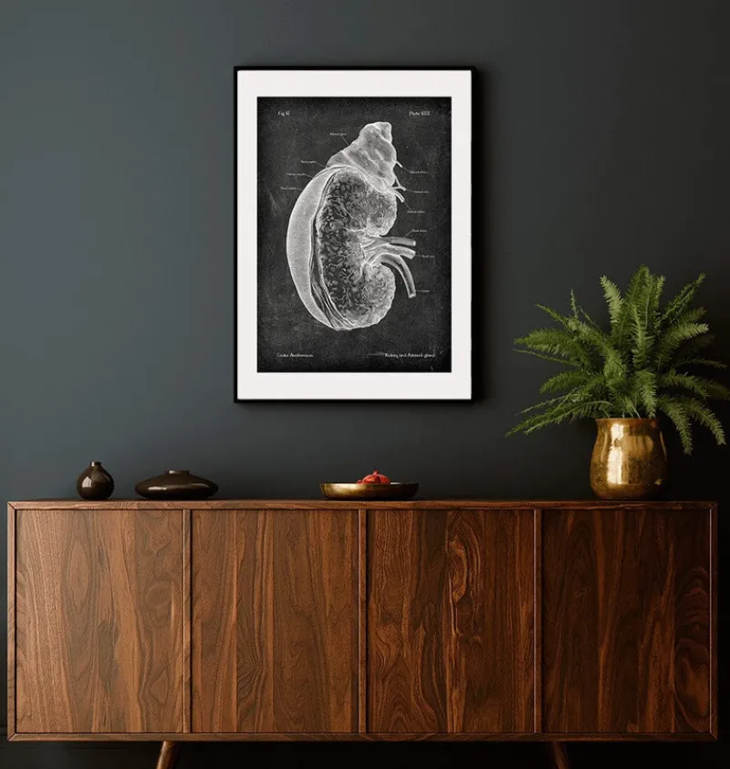 Codex Anatomicus Kidney & Liver^Kidney and adrenal gland - Chalkboard