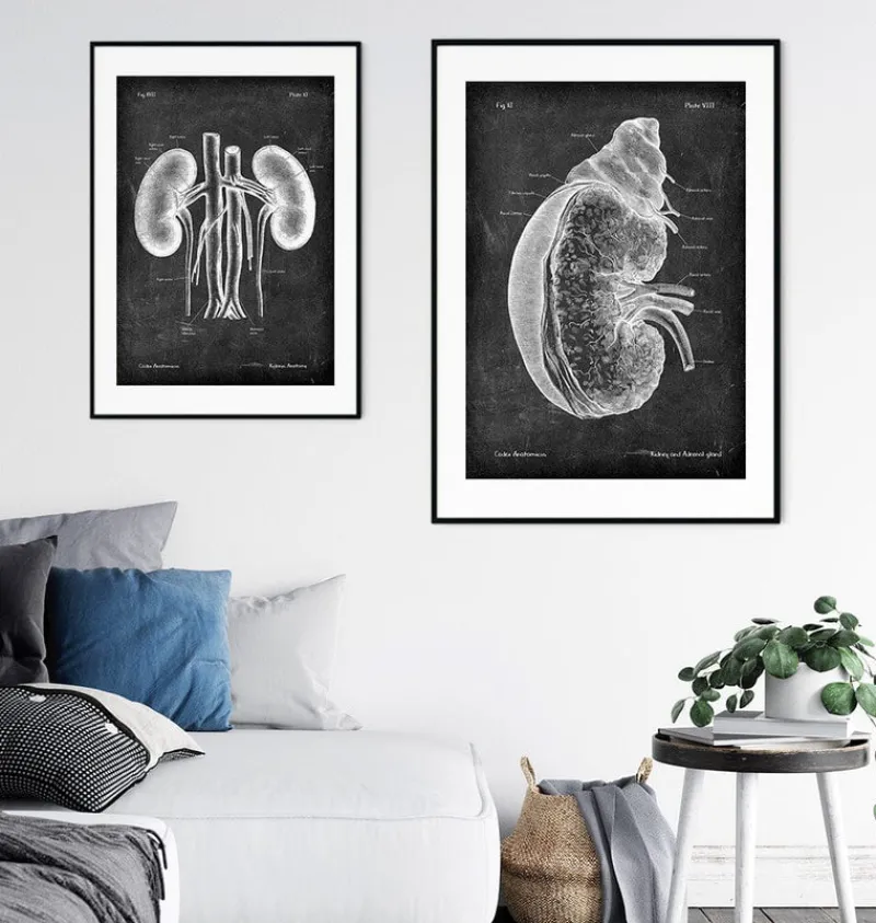 Codex Anatomicus Kidney & Liver^Kidney and adrenal gland - Chalkboard