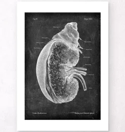 Codex Anatomicus Kidney & Liver^Kidney and adrenal gland - Chalkboard