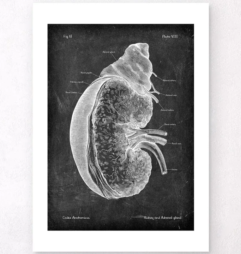 Codex Anatomicus Kidney & Liver^Kidney and adrenal gland - Chalkboard