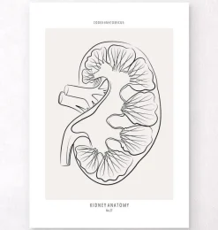 Codex Anatomicus Kidney & Liver^Kidney section - Line Art