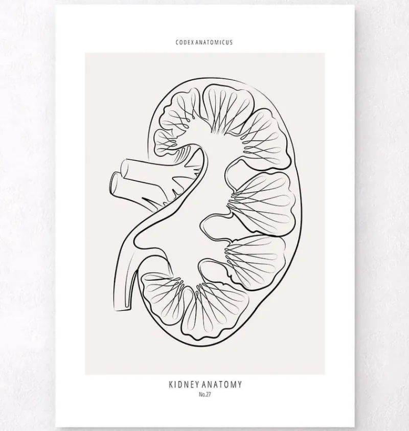 Codex Anatomicus Kidney & Liver^Kidney section - Line Art