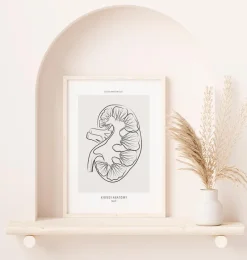 Codex Anatomicus Kidney & Liver^Kidney section - Line Art