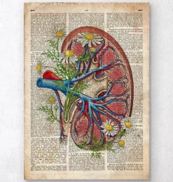Codex Anatomicus Kidney & Liver^Kidney with flowers - Old dictionary page