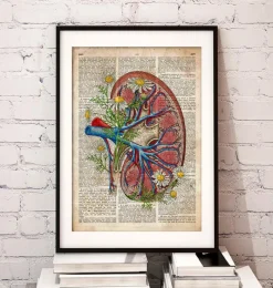 Codex Anatomicus Kidney & Liver^Kidney with flowers - Old dictionary page