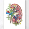 Codex Anatomicus Kidney & Liver^Kidney with flowers - White