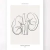 Codex Anatomicus Kidney & Liver^Kidneys anatomy - Line Art