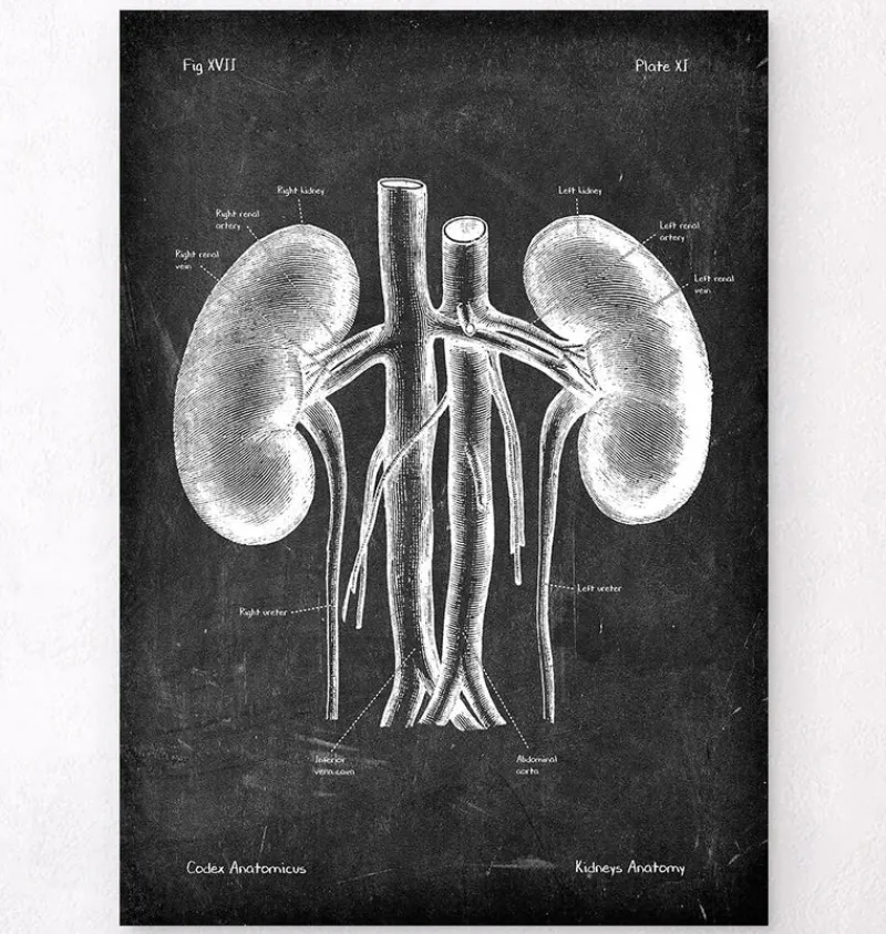 Codex Anatomicus Kidney & Liver^Kidneys anatomy art - Chalkboard