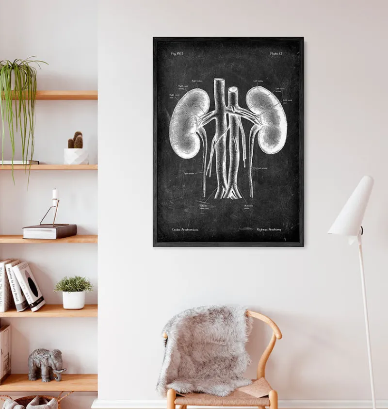Codex Anatomicus Kidney & Liver^Kidneys anatomy art - Chalkboard