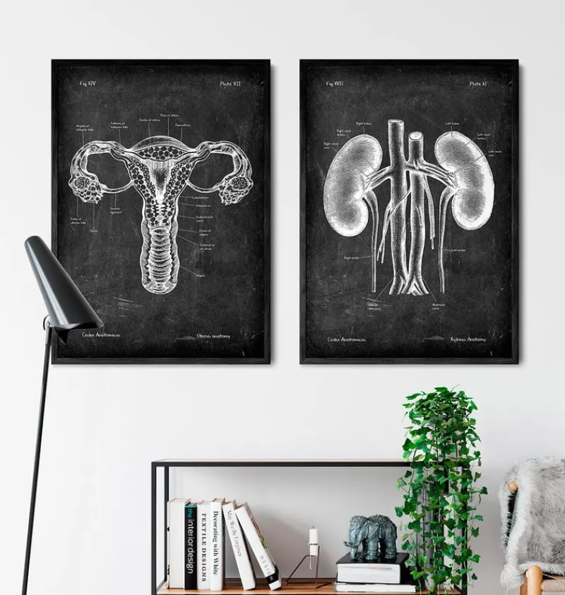 Codex Anatomicus Kidney & Liver^Kidneys anatomy art - Chalkboard