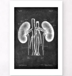 Codex Anatomicus Kidney & Liver^Kidneys anatomy art - Chalkboard