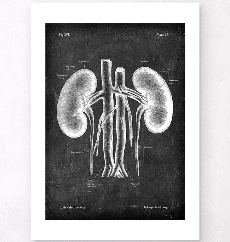 Codex Anatomicus Kidney & Liver^Kidneys anatomy art - Chalkboard