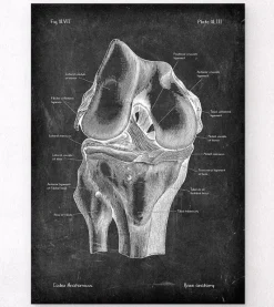 Codex Anatomicus Skull & Skeleton^Knee anatomy - Chalkboard