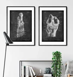 Codex Anatomicus Skull & Skeleton^Knee anatomy - Chalkboard