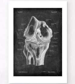 Codex Anatomicus Skull & Skeleton^Knee anatomy - Chalkboard