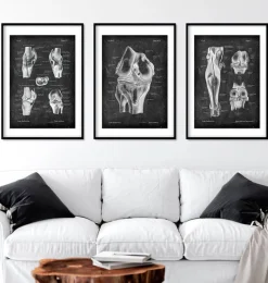 Codex Anatomicus Skull & Skeleton | Hands & Legs^Knee joint and leg muscles - Chalkboard