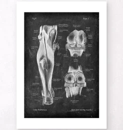 Codex Anatomicus Skull & Skeleton | Hands & Legs^Knee joint and leg muscles - Chalkboard