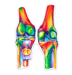 Codex Anatomicus Stickers^Knees anatomy sticker - Watercolor Splash