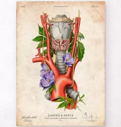 Codex Anatomicus Various Organs^Larynx, Thyroid and Aorta - Floral - Vintage