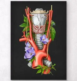 Codex Anatomicus Various Organs^Larynx, Thyroid and Aorta - Watercolor - Black