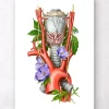 Codex Anatomicus Various Organs^Larynx, Thyroid and Aorta - Watercolor - White