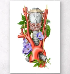 Codex Anatomicus Various Organs^Larynx, Thyroid and Aorta - Watercolor - White