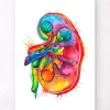 Codex Anatomicus Kidney & Liver^Left kidney anatomy - Watercolor splash