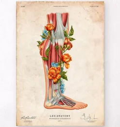 Codex Anatomicus Hands & Legs^Leg anatomy - Floral - Vintage