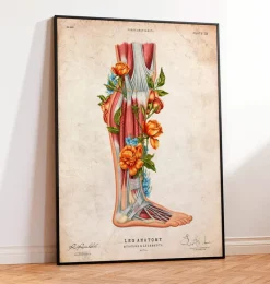 Codex Anatomicus Hands & Legs^Leg anatomy - Floral - Vintage