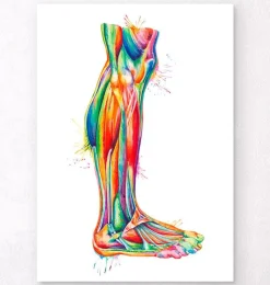 Codex Anatomicus Hands & Legs^Leg anatomy - Watercolor splash